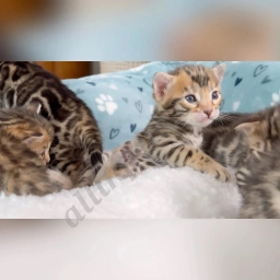 Brown baby bengal kittens for sale