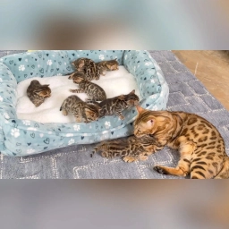 Brown baby bengal kittens for sale  puppies for sale