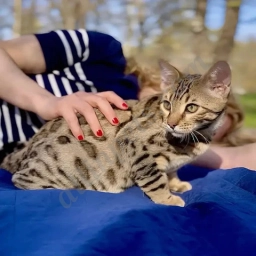 Brown Bengal Cat Baby for sale  puppies for sale