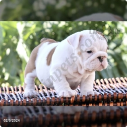 Brandi  puppies for sale