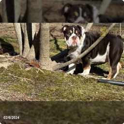 River  puppies for sale