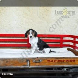 Shelly  puppies for sale