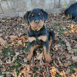 Yellow  puppies for sale