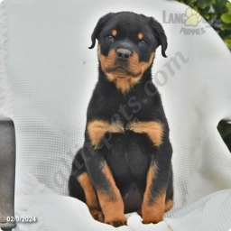 Lucas  puppies for sale