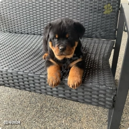 Diesel  puppies for sale