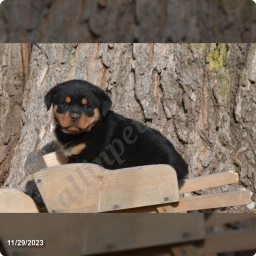 Amy  puppies for sale
