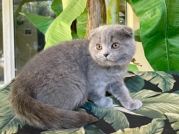 Fiona
