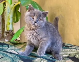 Villa  puppies for sale