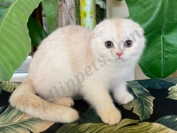 Lia  puppies for sale