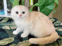 Lia  puppies for sale