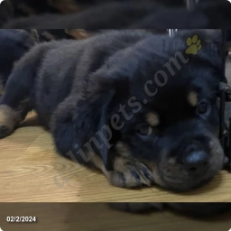 Nitro  puppies for sale