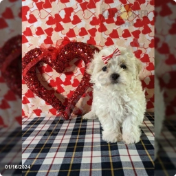 Milo  puppies for sale