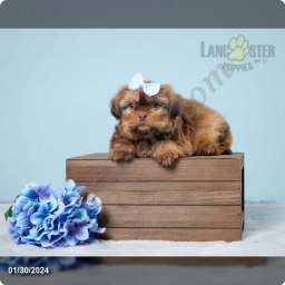 Elliot  puppies for sale