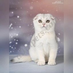 Raffaela  puppies for sale