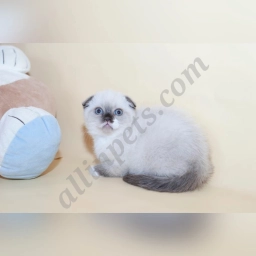 Pompon  puppies for sale