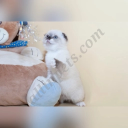 Pompon  puppies for sale