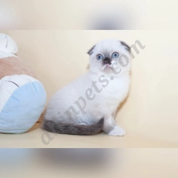 Pompon