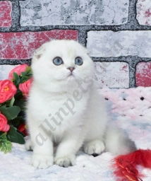 Rosie