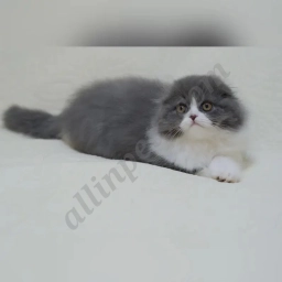 Lora  puppies for sale