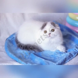 Mouse  puppies for sale
