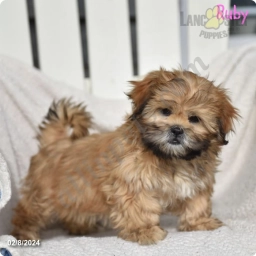 Ruby  puppies for sale