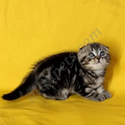 Ilya  puppies for sale