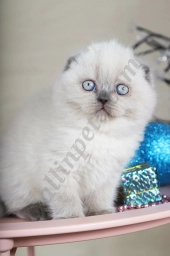 Shany  puppies for sale