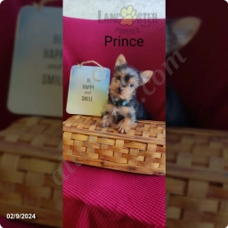 Prince  puppies for sale