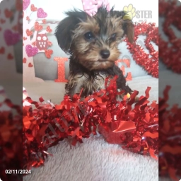 Ella  puppies for sale