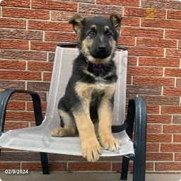 Lori  puppies for sale