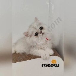 Leo  puppies for sale