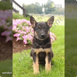 Clover  puppies for sale