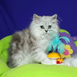 Iluisha  puppies for sale