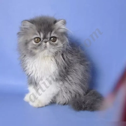 Amur