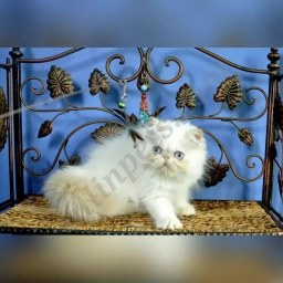 Marcus  puppies for sale