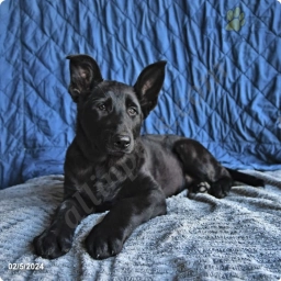 Whiskey  puppies for sale
