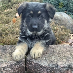 Koda  puppies for sale