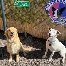 Barkery  puppies for sale