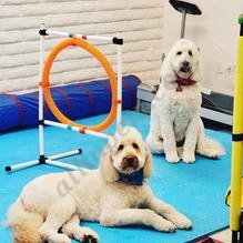 Barkery