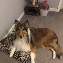 PetSmart Grooming  puppies for sale