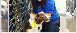 PetSmart Grooming  puppies for sale