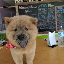 Helga's Pet Grooming Plus  puppies for sale