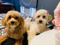 Trophy Paws Pet Grooming  puppies for sale