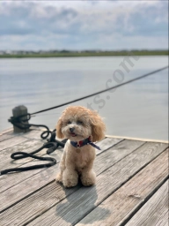 Trophy Paws Pet Grooming  puppies for sale