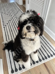 Trophy Paws Pet Grooming