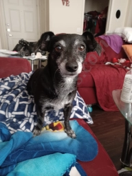 Community Bark Dog Wash & Groom - Bay View  puppies for sale