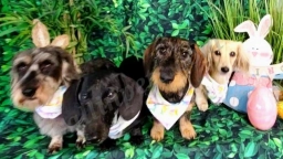Community Bark Dog Wash & Groom - Bay View  puppies for sale