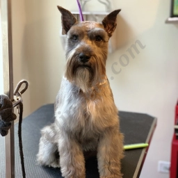 Buds. N' Suds Dog Grooming  puppies for sale