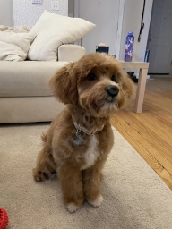 Buds. N' Suds Dog Grooming  puppies for sale