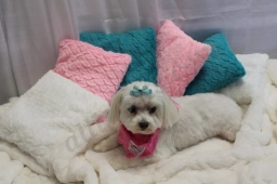 Graceful Pet Grooming  puppies for sale